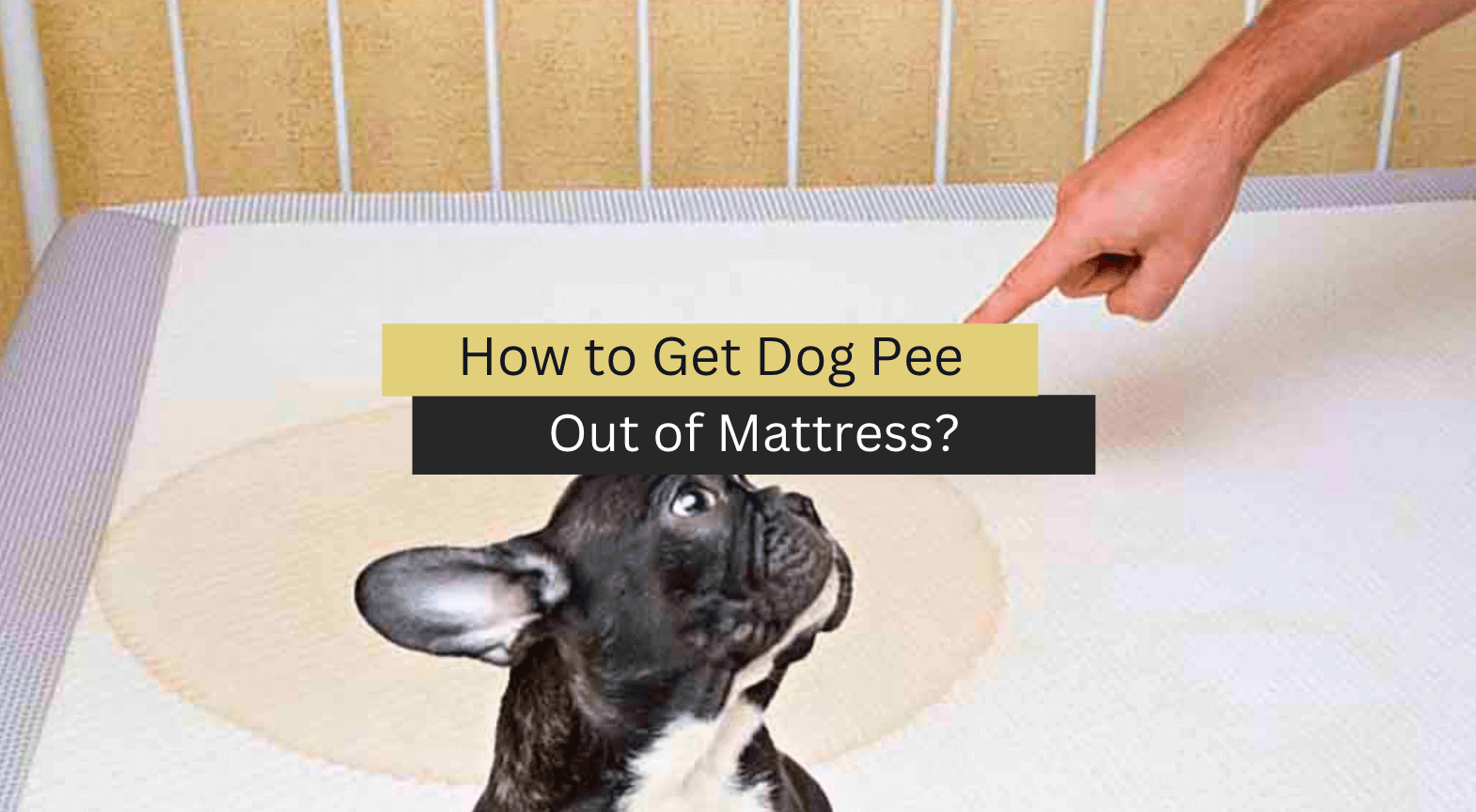 How to Get Dog Pee Out of Mattress? (A Step-By-Step Guide)
